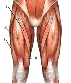 beinfrontausschnitt.jpg